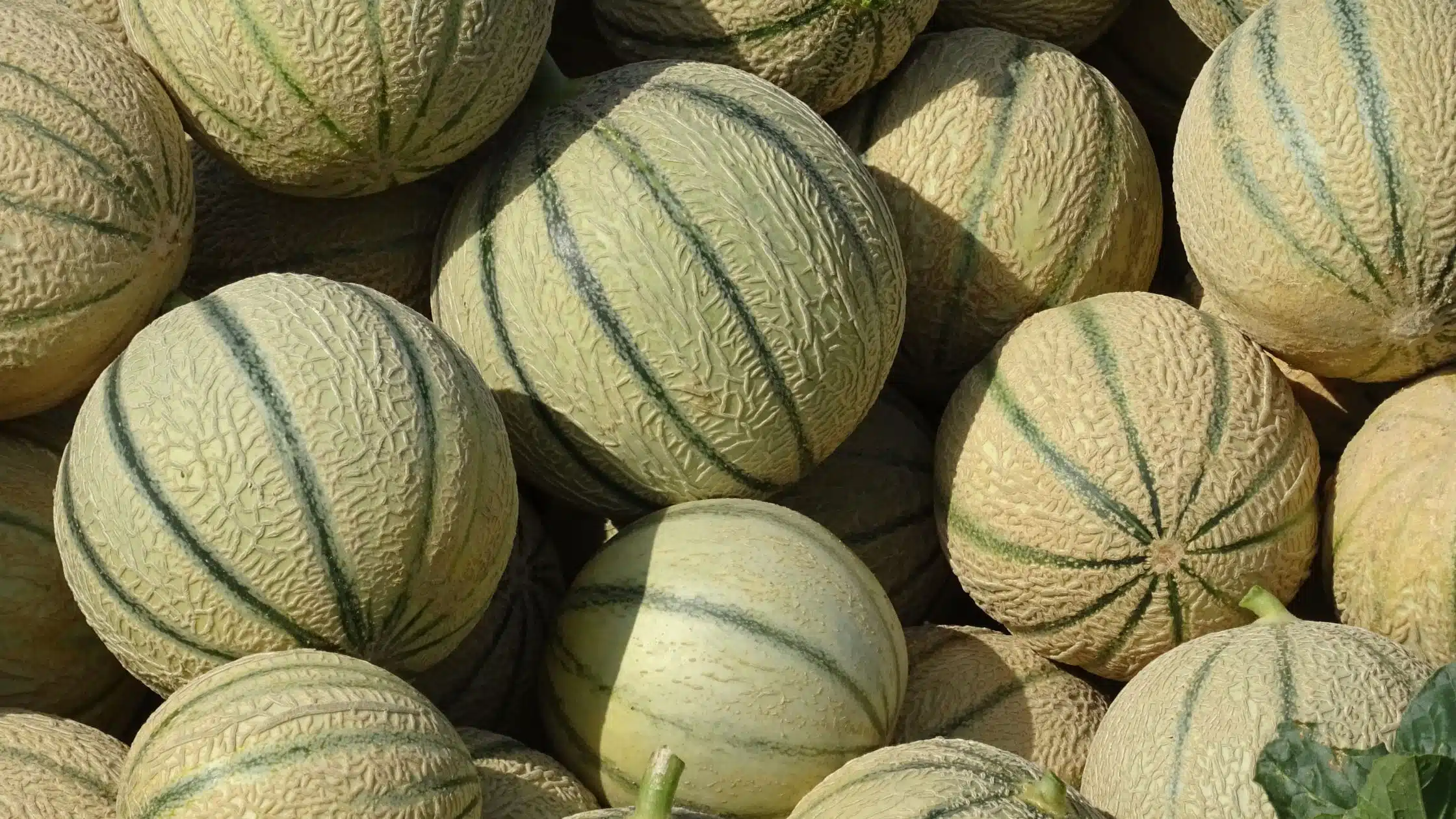 Tips Menanam Melon di Rumah