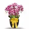 Anggrek bulan Dewasa 6 Pohon Warna Dalmation