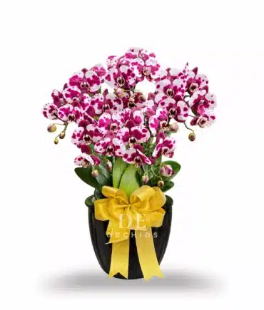 Anggrek bulan Dewasa 6 Pohon Warna Dalmation