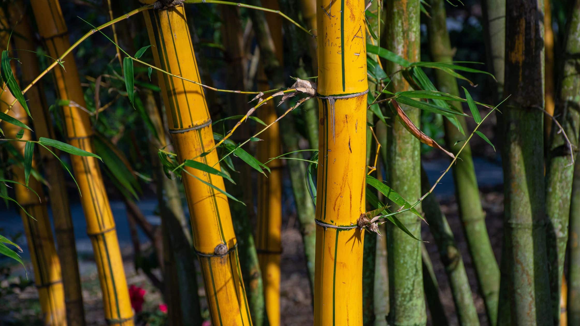 Keistimewaan Bambu Jepang