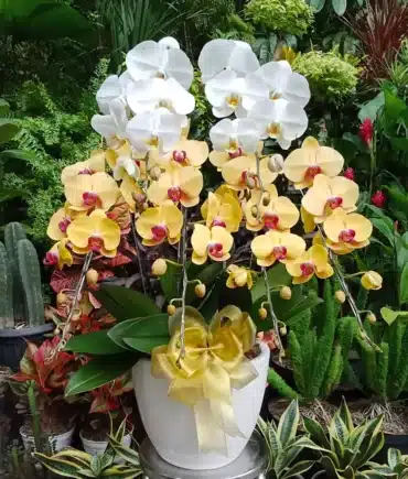 anggrek bulan putih kuning