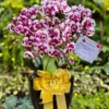 florist orchids