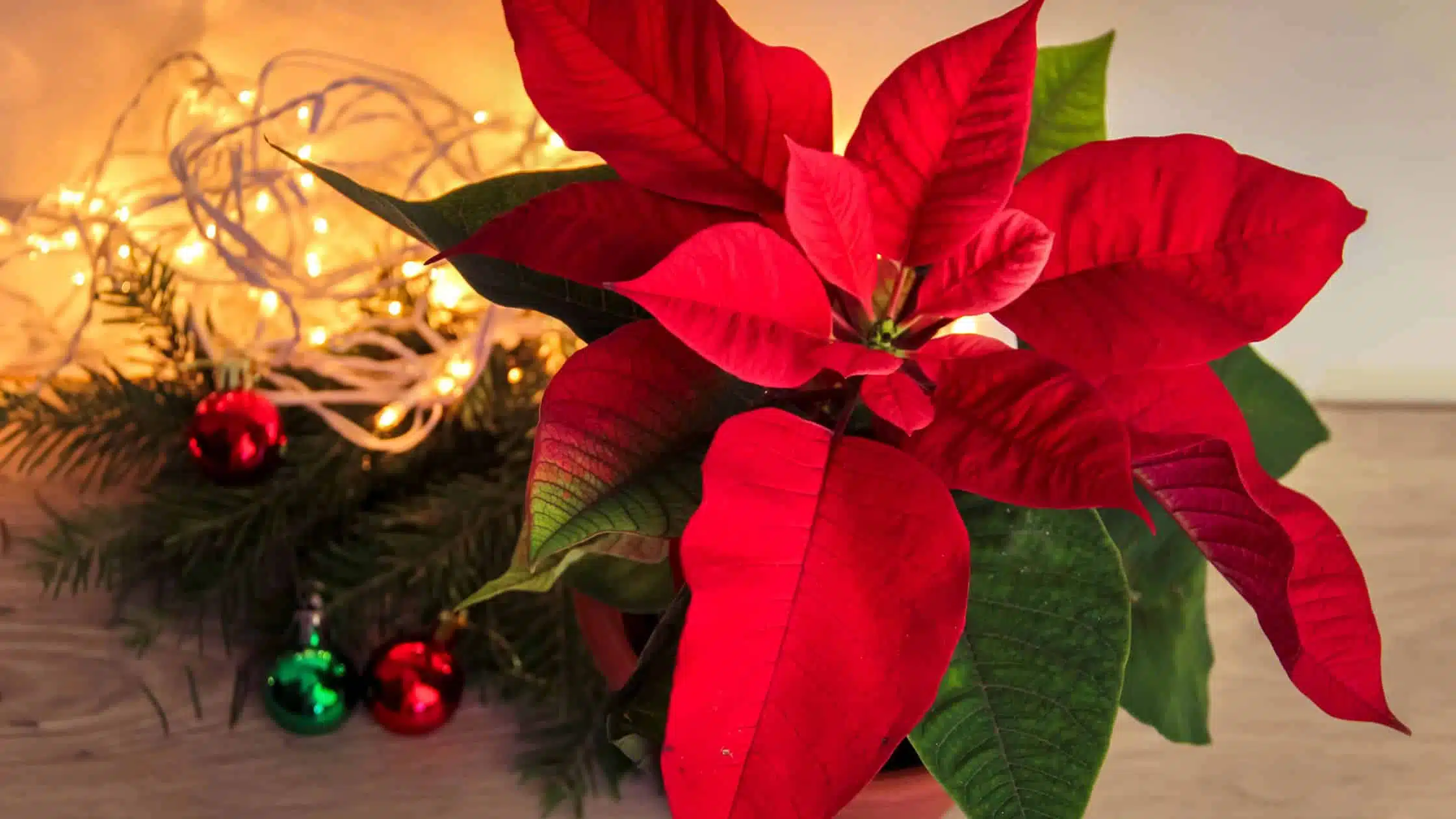 10 Bunga dan Tanaman yang Cocok dijadikan Hiasan Natal