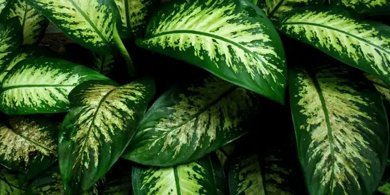 Dieffenbachia