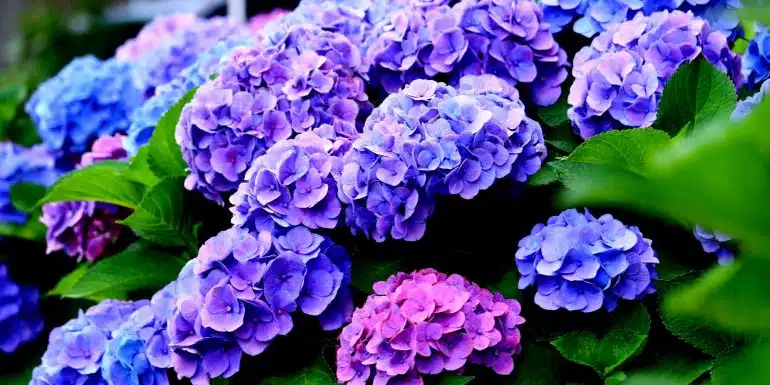 hydrangea