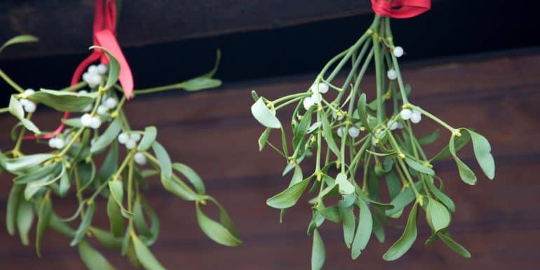 Mistletoe