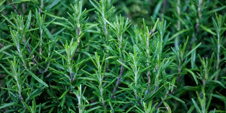 rosemary