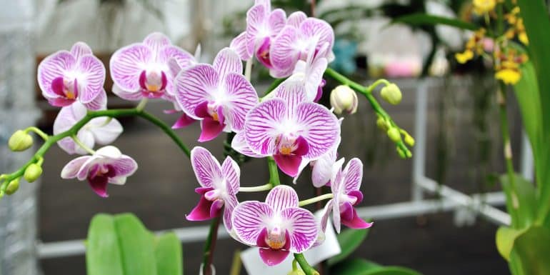 anggrek bulan orchids