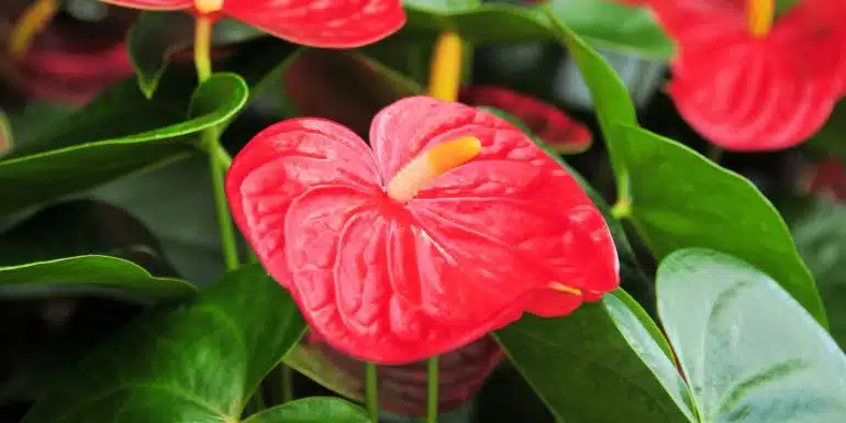 bunga Anthurium