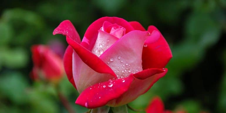 Rose (Bunga Mawar)