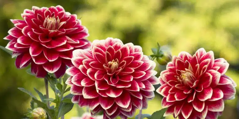 dahlia