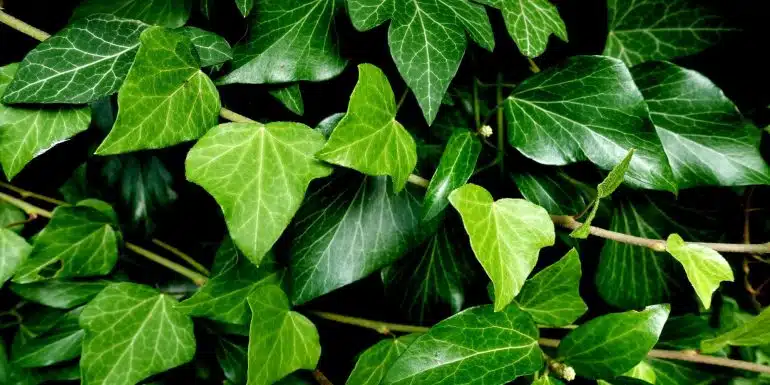 tanaman ivy