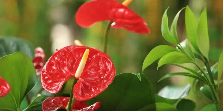 anthurium