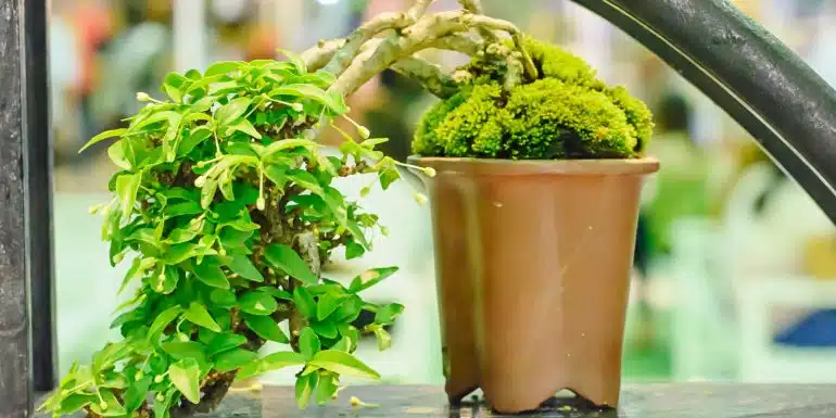 tanaman hias bonsai