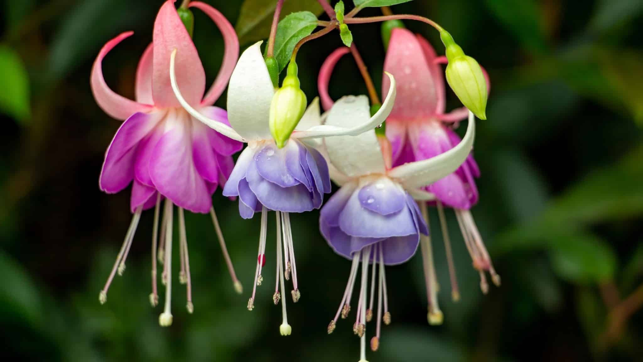 7 Tanaman Yang Tahan Di Musim Hujan - De Orchids