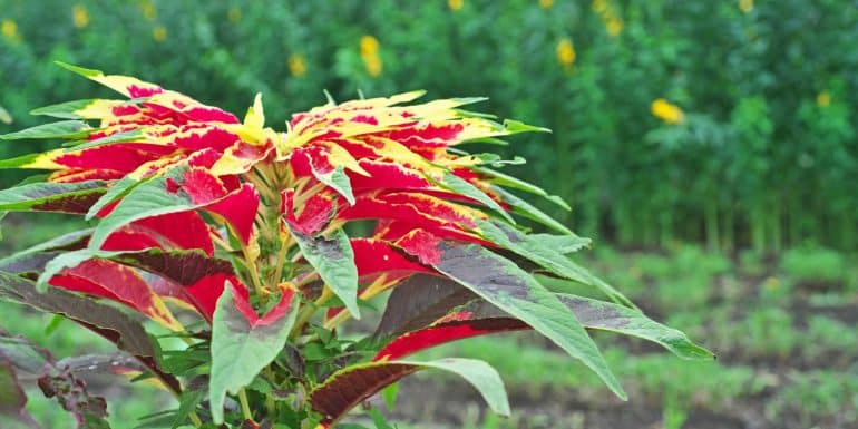 Amaranthus tricolor / bayam merah