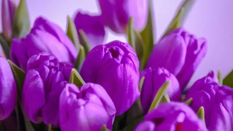 Arti dan makna Bunga Tulip Berdasarkan Warna