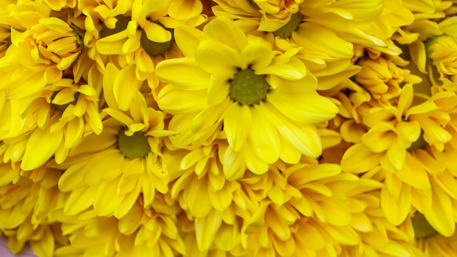 Bunga Yang Cocok Dikirimkan Kepada Orang Yang Berduka De Orchids