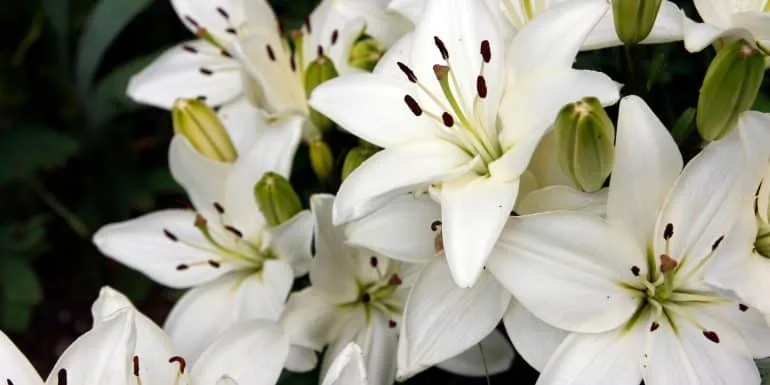 Arti Bunga Lily Putih