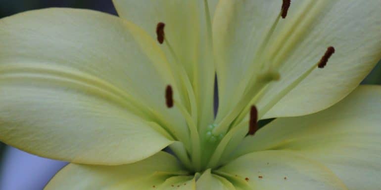 bunga lily hijau