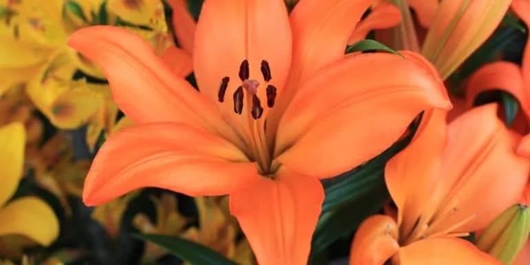 Arti Bunga Lily Orange