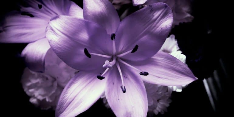 bunga lily ungu