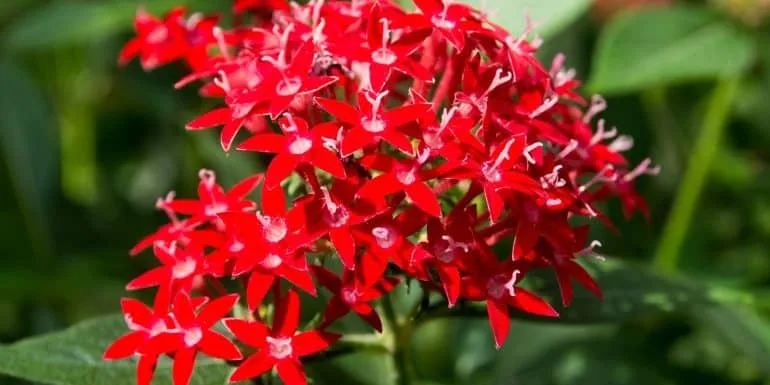 20 Tanaman Hias Bunga, Indoor dan Outdoor - De Orchids