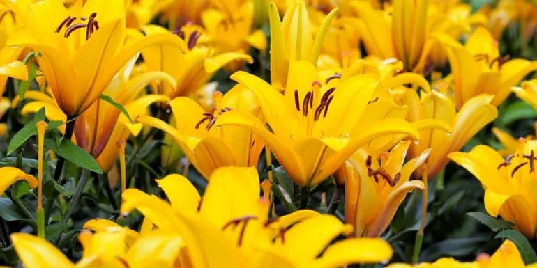Bunga Lily Kuning