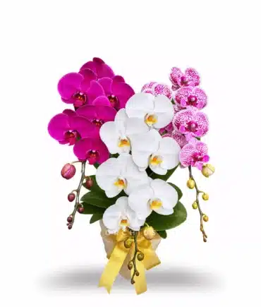 Anggrek bulan Dewasa isi 3 Pohon Warna Putih Ungu dan Pink
