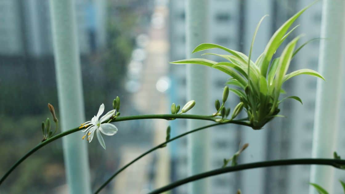 20 Tanaman Hias Daun yang Cantik dan Mudah Dirawat