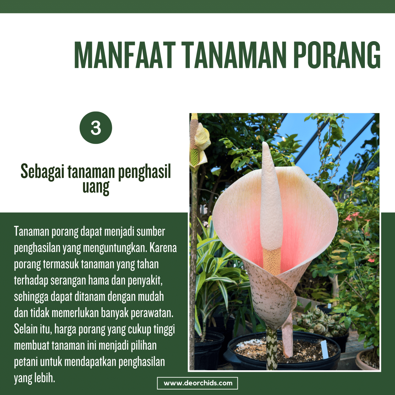 Manfaat Tanaman Porang - De Orchids