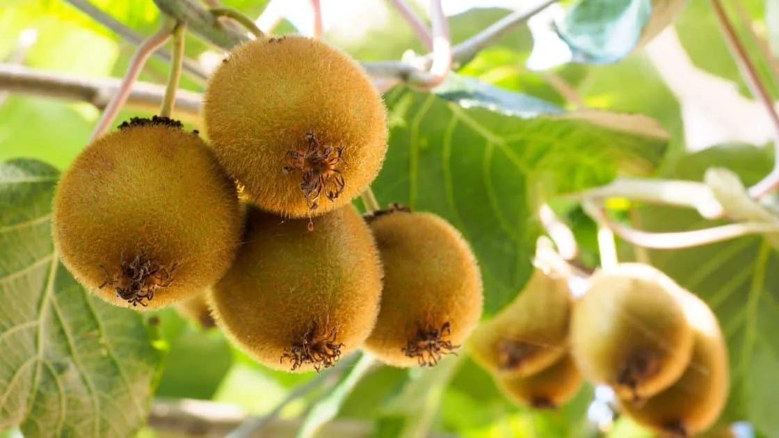 7 Buah untuk Membantu Mencegah Asam Lambung