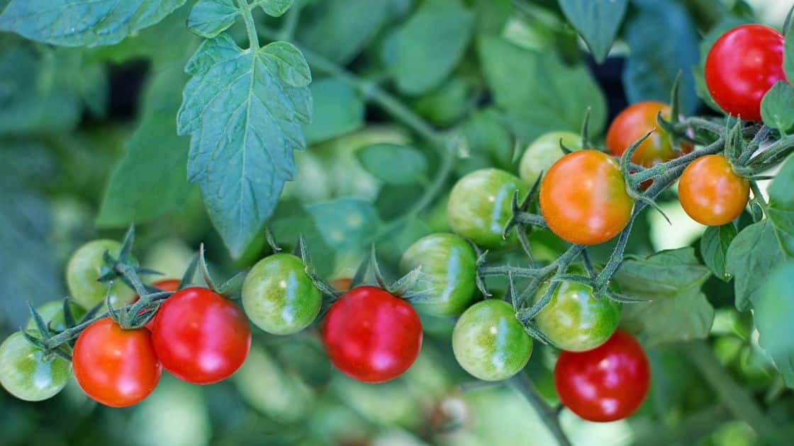 Manfaat tomat Bagi Kesehatan
