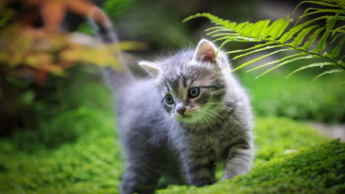 Mengapa Kucing Adalah Hewan Peliharaan yang Populer di Seluruh Dunia?