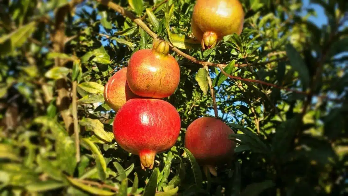 buah penurun darah tinggi