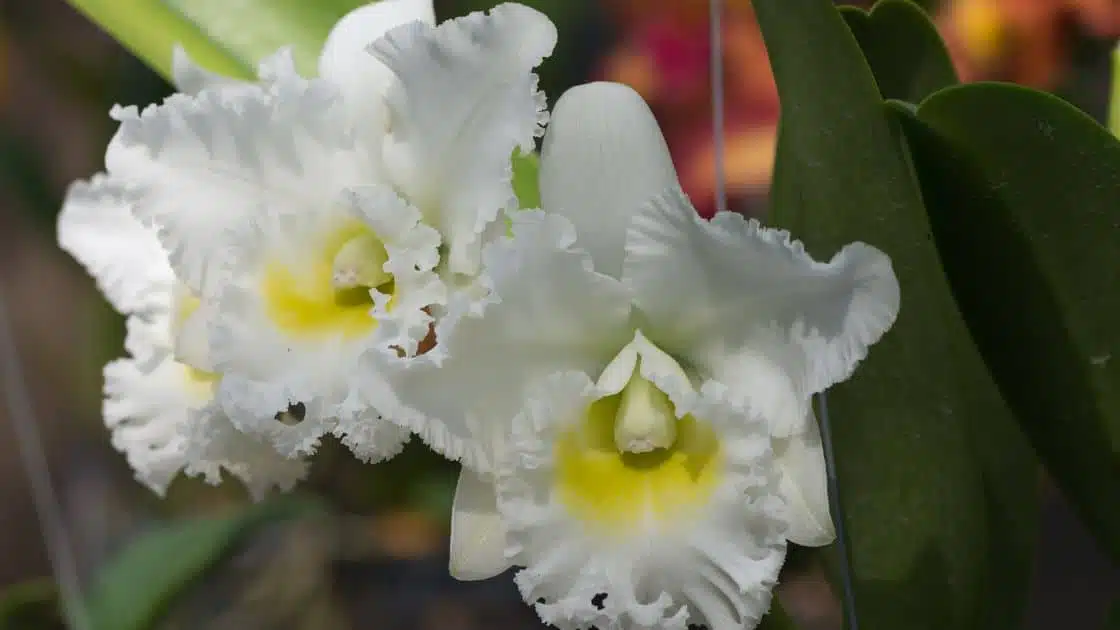 Bunga Anggrek Cattleya Putih, Keindahan dan Keunikannya