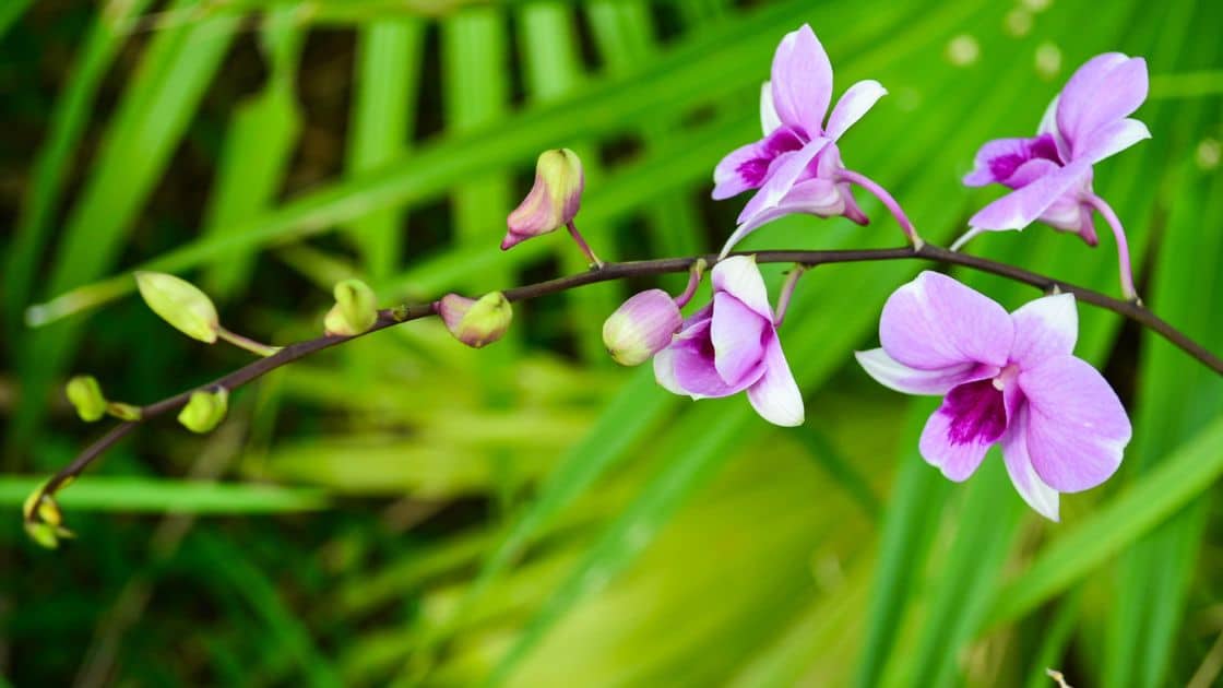10 Jenis anggrek Dendrobium