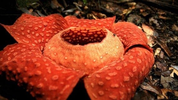 Kenali 10 Jenis Bunga yang Paling Eksotis dan Langka di Dunia - De Orchids