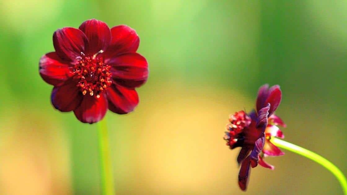 Kenali 10 Jenis Bunga yang Paling Eksotis dan Langka di Dunia