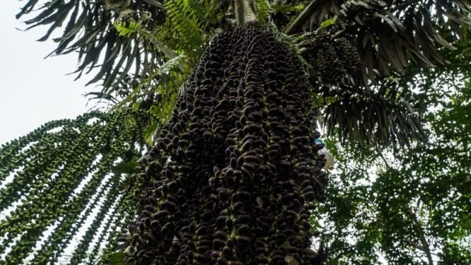 Poohn Aren Manfaat Pohon Aren dan Keajaiban yang dimilikinya - De Orchids