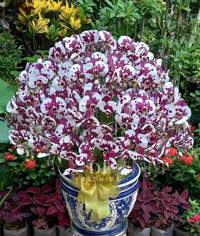 anggrek jakarta