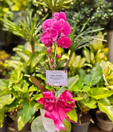 anggrek premium