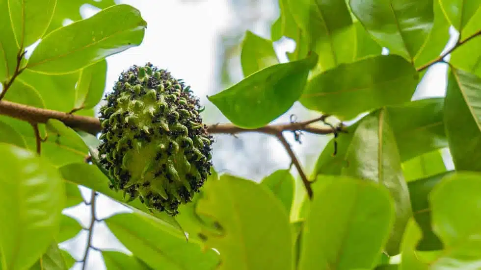 5 Tanaman Obat Keluarga