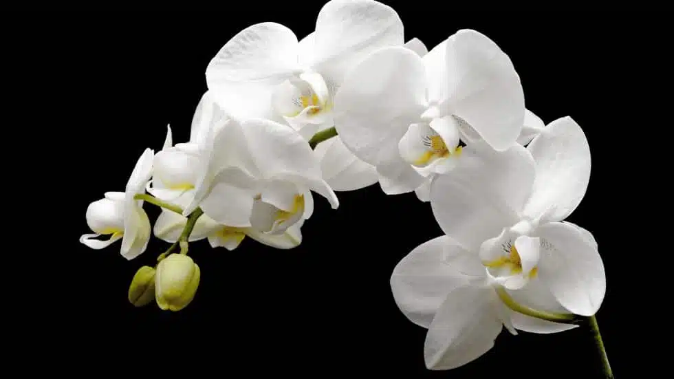 50 Nama Bunga Warna Putih
