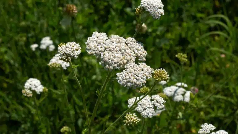 Achillea millefolium