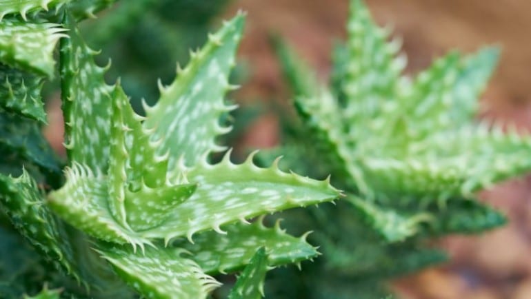 Aloe barbadensis