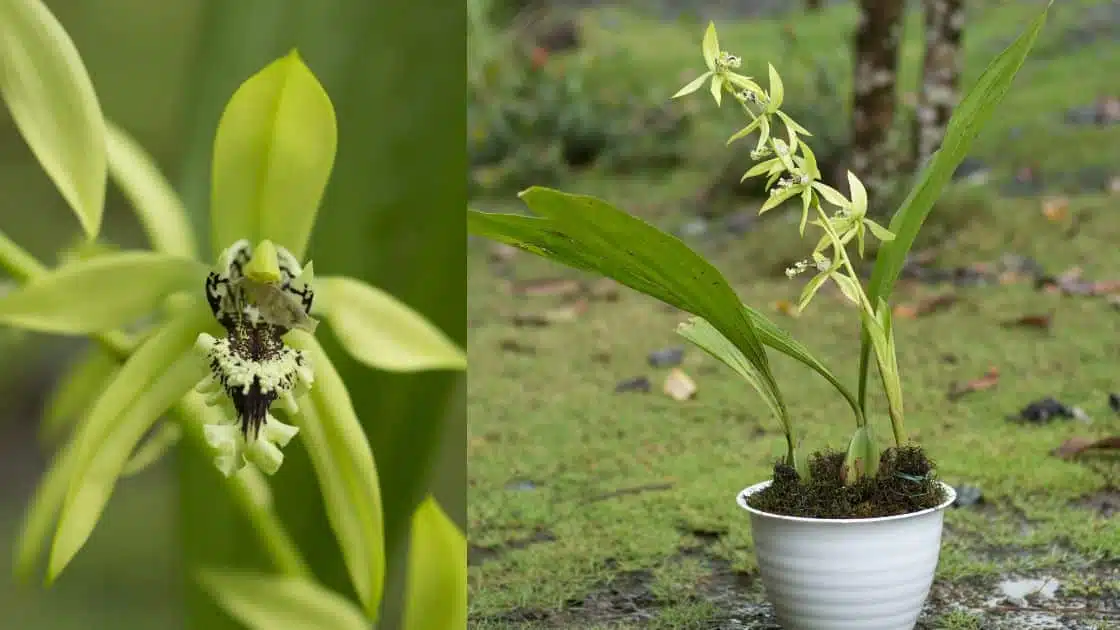 Anggrek Hitam (Coelogyne pandurata)