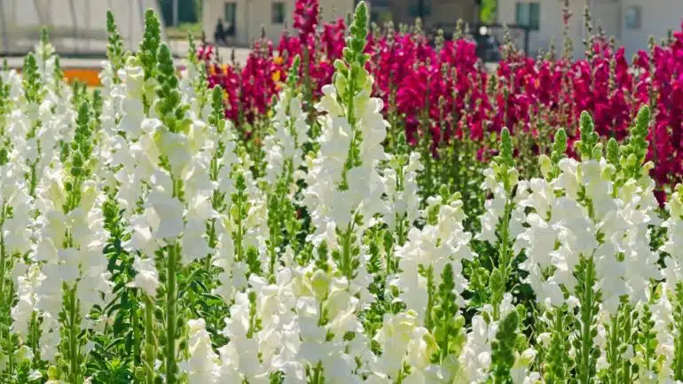 Antirrhinum majus