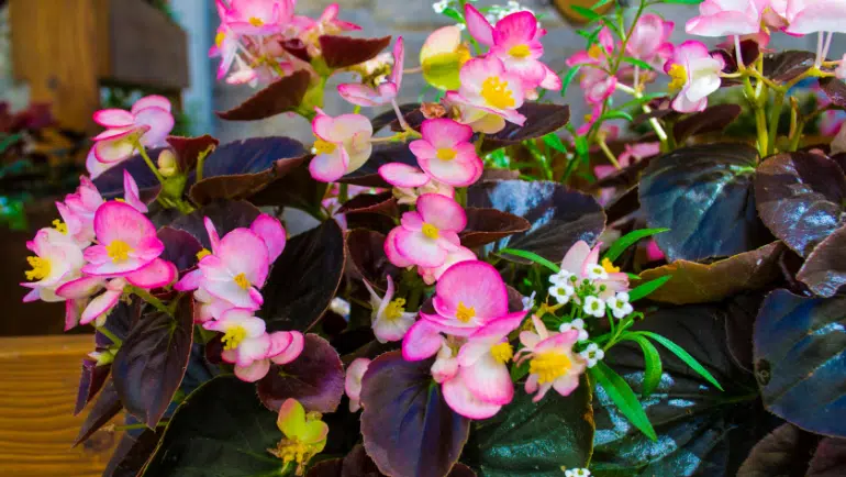 Begonia Amphioxus