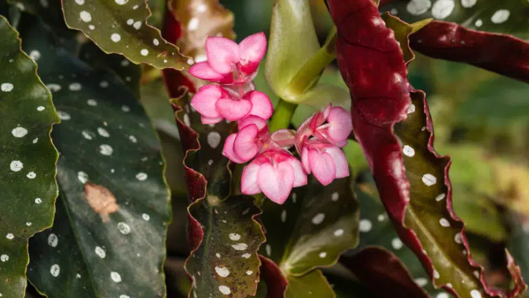 Begonia Angel Wing